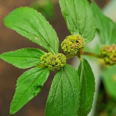 Euphorbia hirta