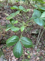 Cussonia thyrsiflora