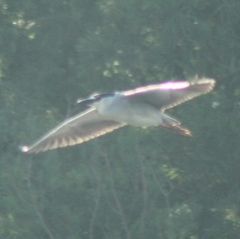 Nycticorax nycticorax image