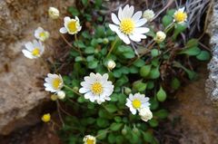 Bellium bellidioides