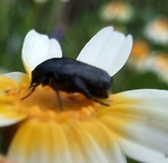 Protaetia morio