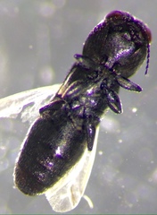 Synechocera