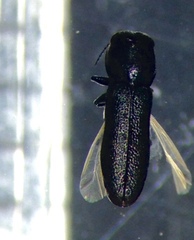 Synechocera