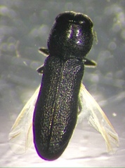 Synechocera
