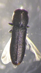 Synechocera