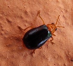 Aulacophorina