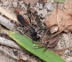 Anoplius infuscatus