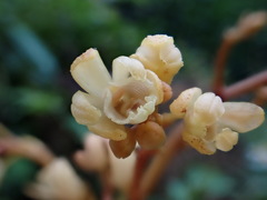 Erythrorchis altissima