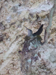 Campylopterus curvipennis image