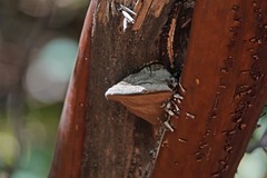 Phellinus arctostaphyli