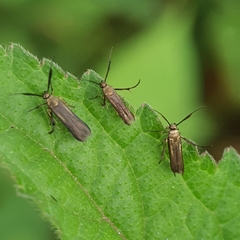 Schreckensteinioidea