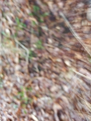 Anemonoides nemorosa