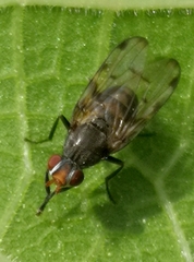 Otites