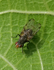 Otites