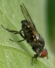 Otites