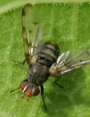Otites