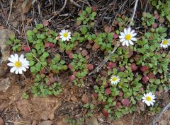 Bellium bellidioides