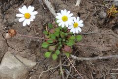 Bellium bellidioides