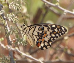 Papilio demoleus