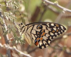 Papilio demoleus
