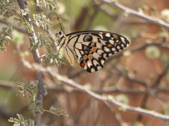 Papilio demoleus