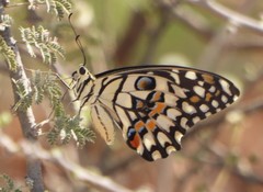 Papilio demoleus