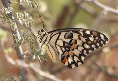 Papilio demoleus