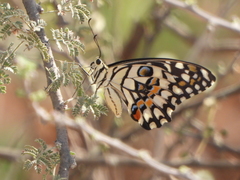 Papilio demoleus