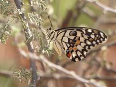 Papilio demoleus