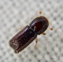 Xylocleptes bispinus