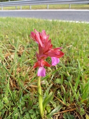 Anacamptis papilionacea
