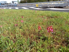 Anacamptis papilionacea