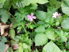 Geranium robertianum