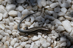 Plestiodon finitimus