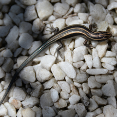 Plestiodon finitimus