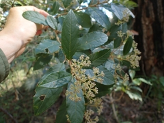 Pomaderris intermedia