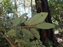 Pomaderris intermedia