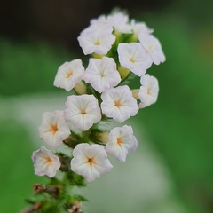 Heliotropium indicum