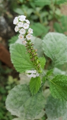 Heliotropium indicum