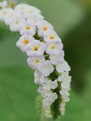 Heliotropium indicum