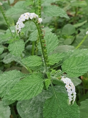 Heliotropium indicum