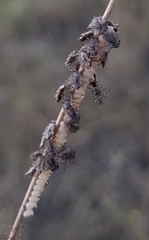 Ululodes quadripunctatus