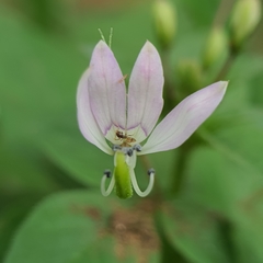 Cleome rutidosperma