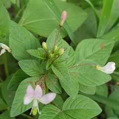 Cleome rutidosperma