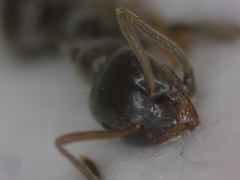 Lasius