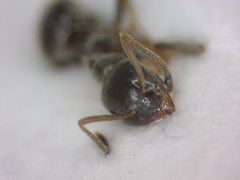 Lasius