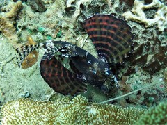 Dendrochirus brachypterus