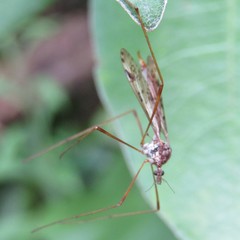 Gynoplistia notabilis