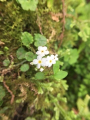 Trigonotis formosana