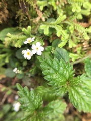 Trigonotis formosana